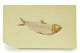 Detailed Fossil Fish (Knightia) - Wyoming #333869-1